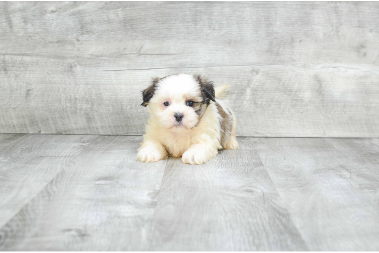 Smart Teddy Bear Designer Pup