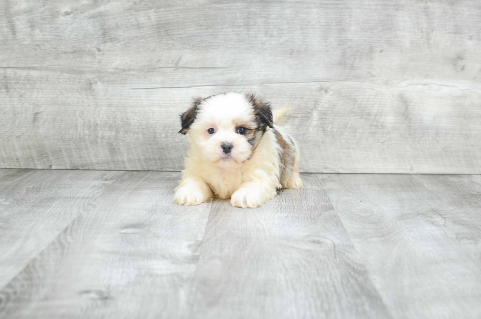 Smart Teddy Bear Designer Pup
