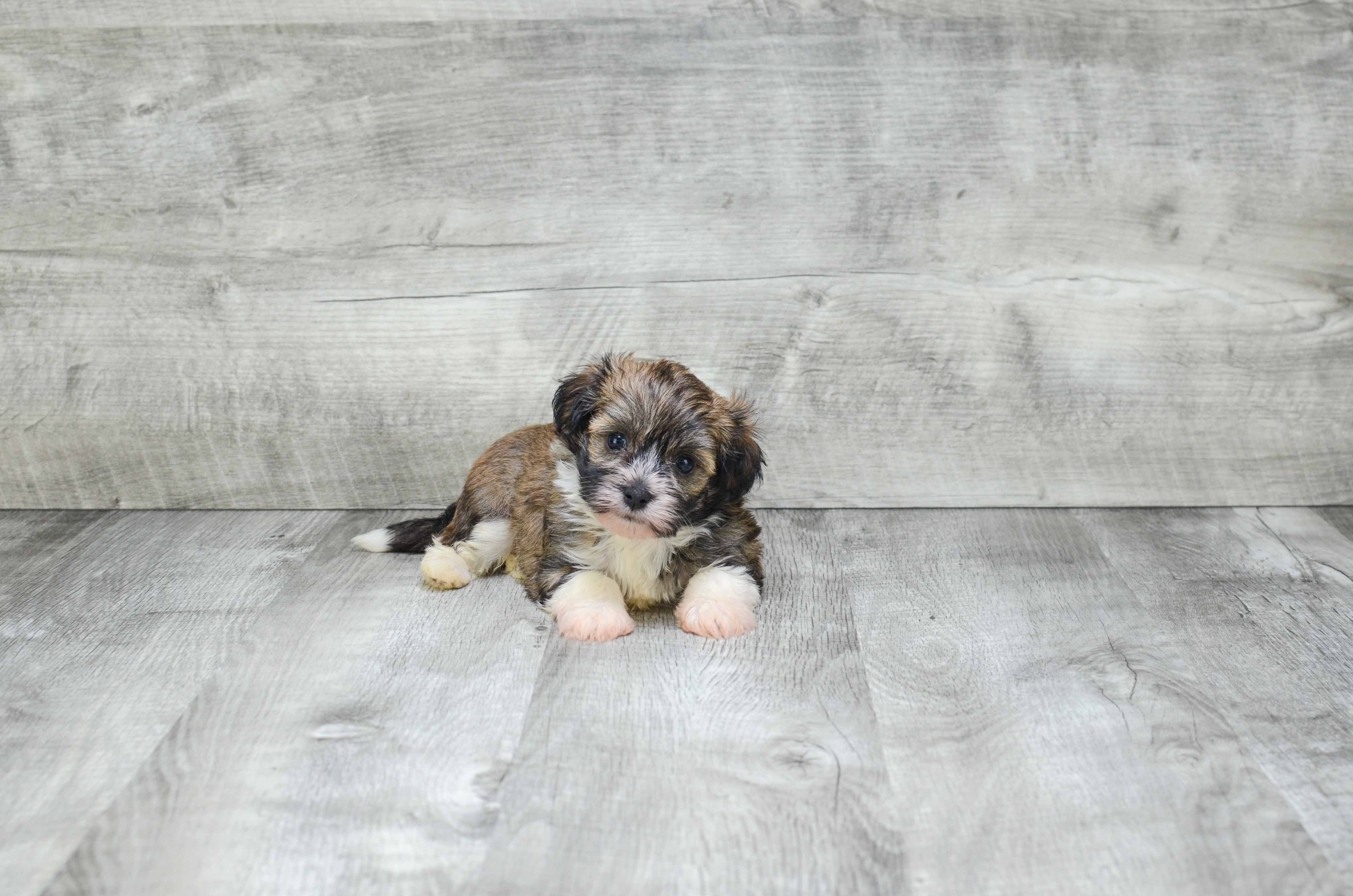 Best Havanese Baby