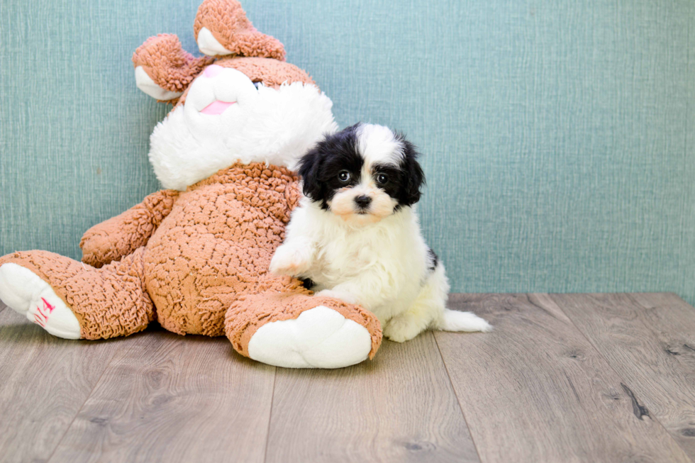 Teddy Bear Pup Being Cute