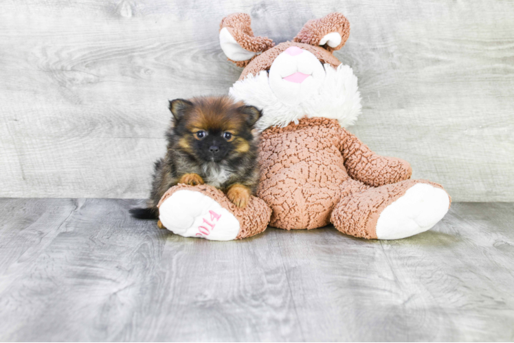 Small Pomeranian Purebred Pup