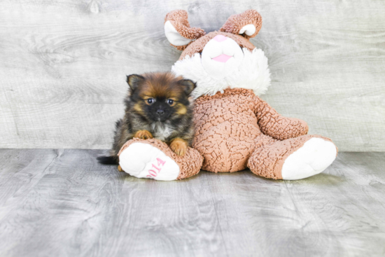 Small Pomeranian Purebred Pup