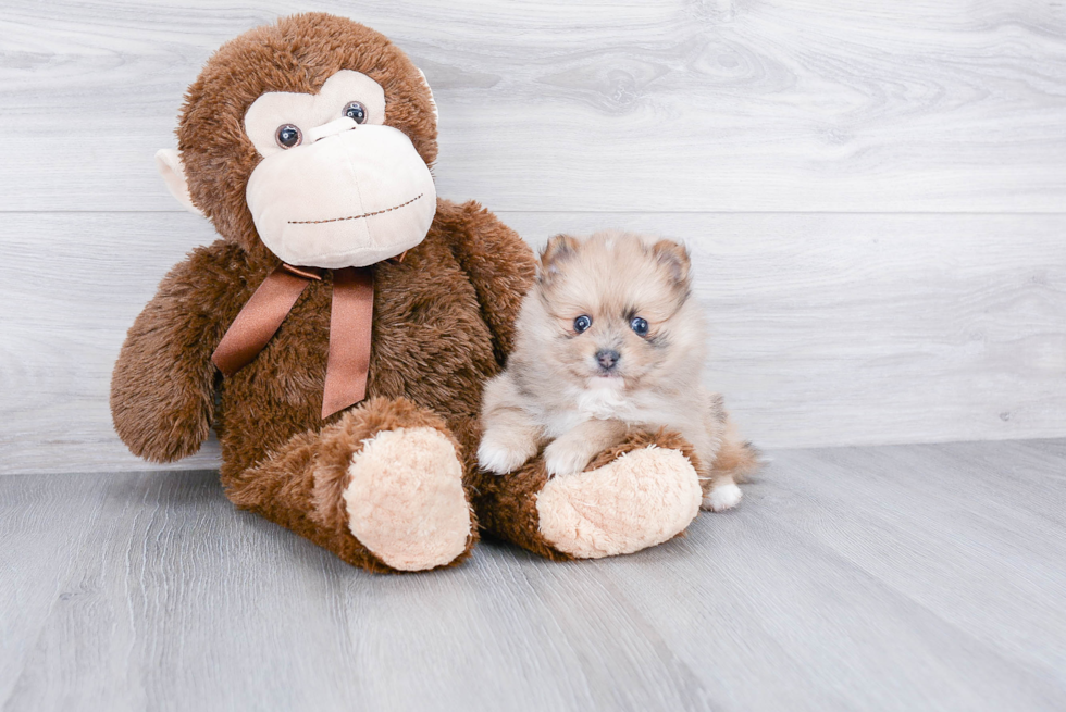 Adorable Pomeranian Purebred Puppy