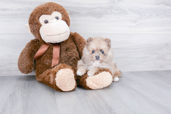 Adorable Pomeranian Purebred Puppy