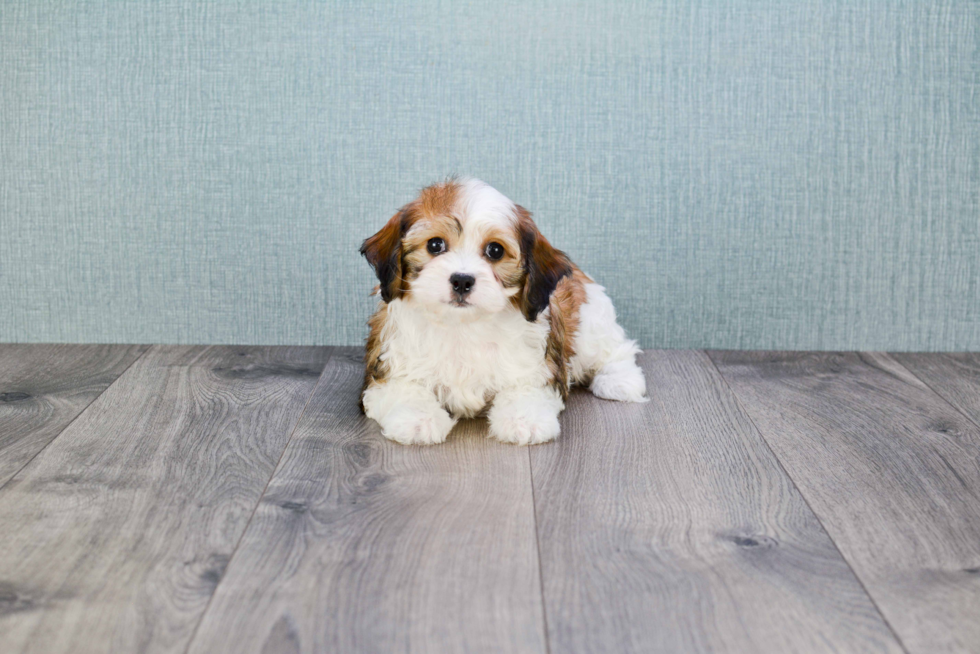 Best Cavachon Baby