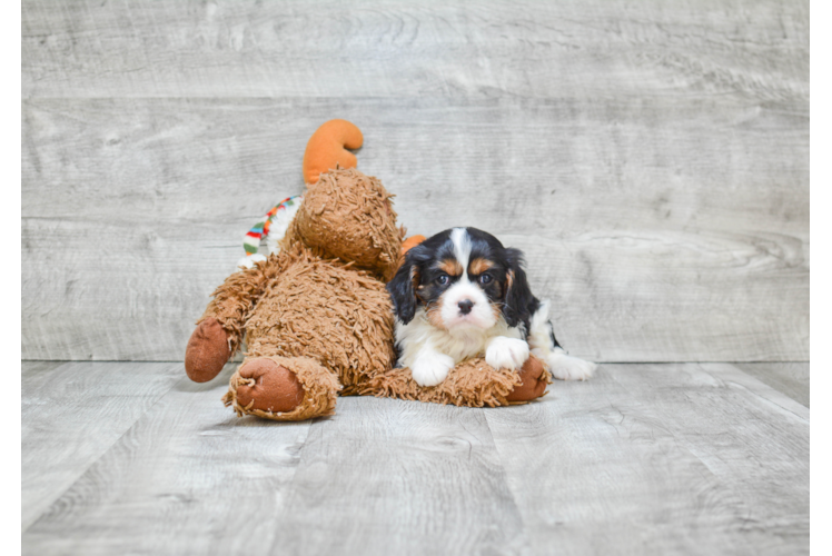 Cavalier King Charles Spaniel Puppy for Adoption