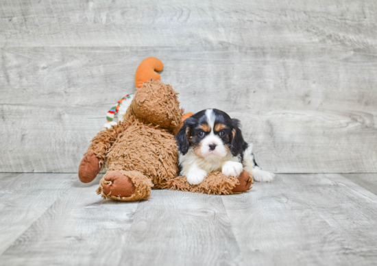 Cavalier King Charles Spaniel Puppy for Adoption