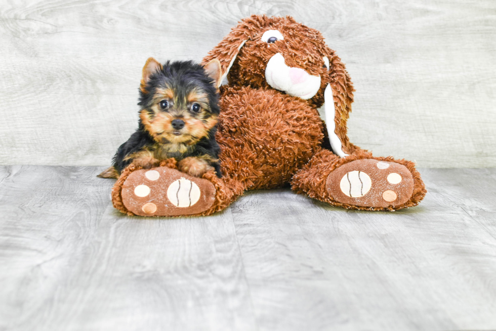 Meet Adrianna - our Yorkshire Terrier Puppy Photo 