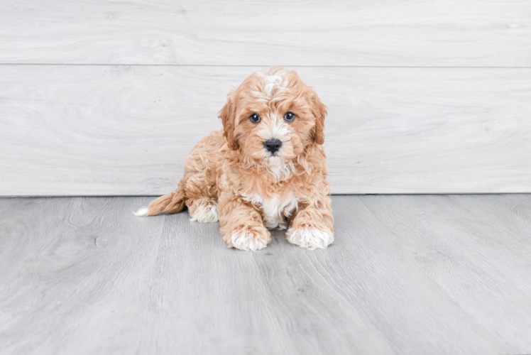 Funny Cavapoo Poodle Mix Pup