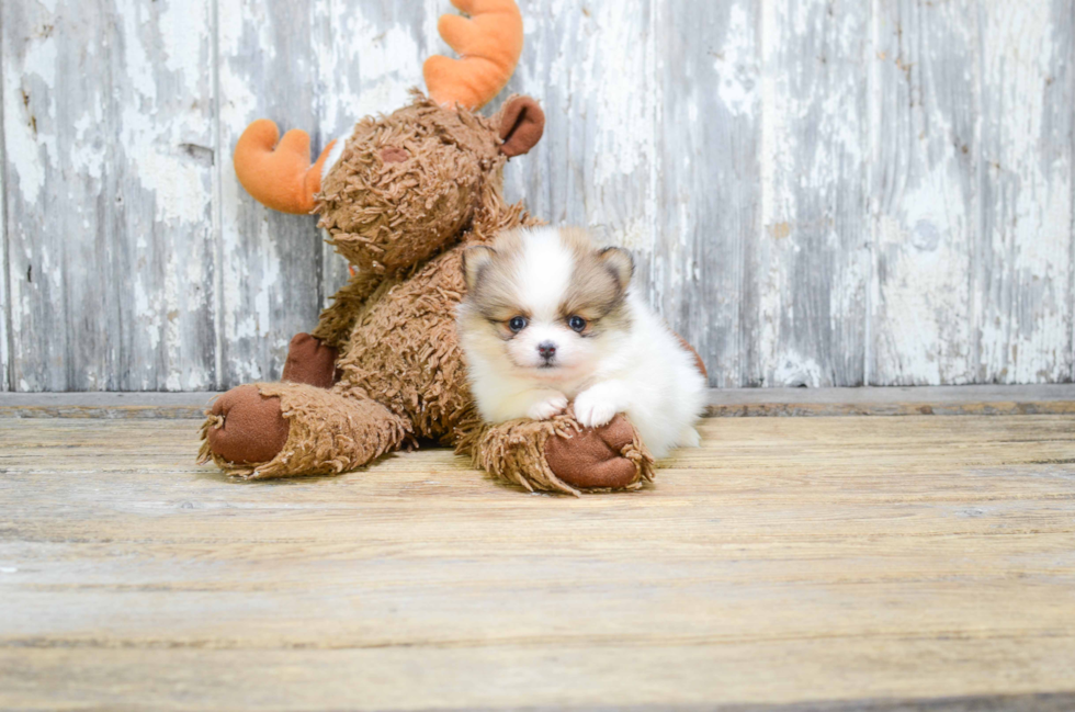 Small Pomeranian Purebred Pup