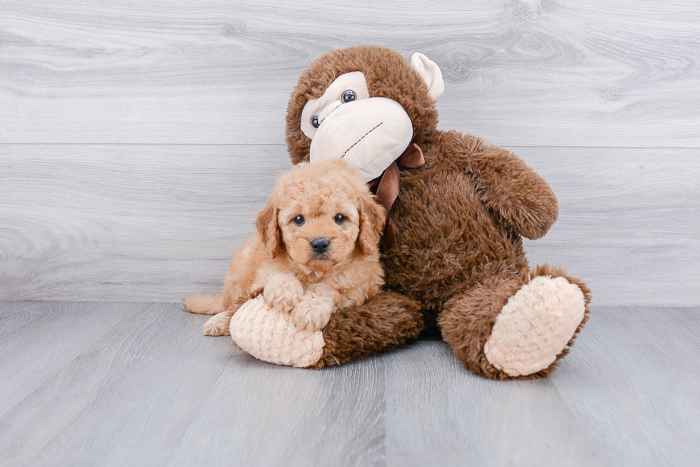 Playful Golden Retriever Poodle Mix Puppy