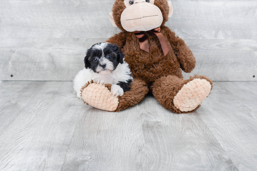 Popular Teddy Bear Designer Pup