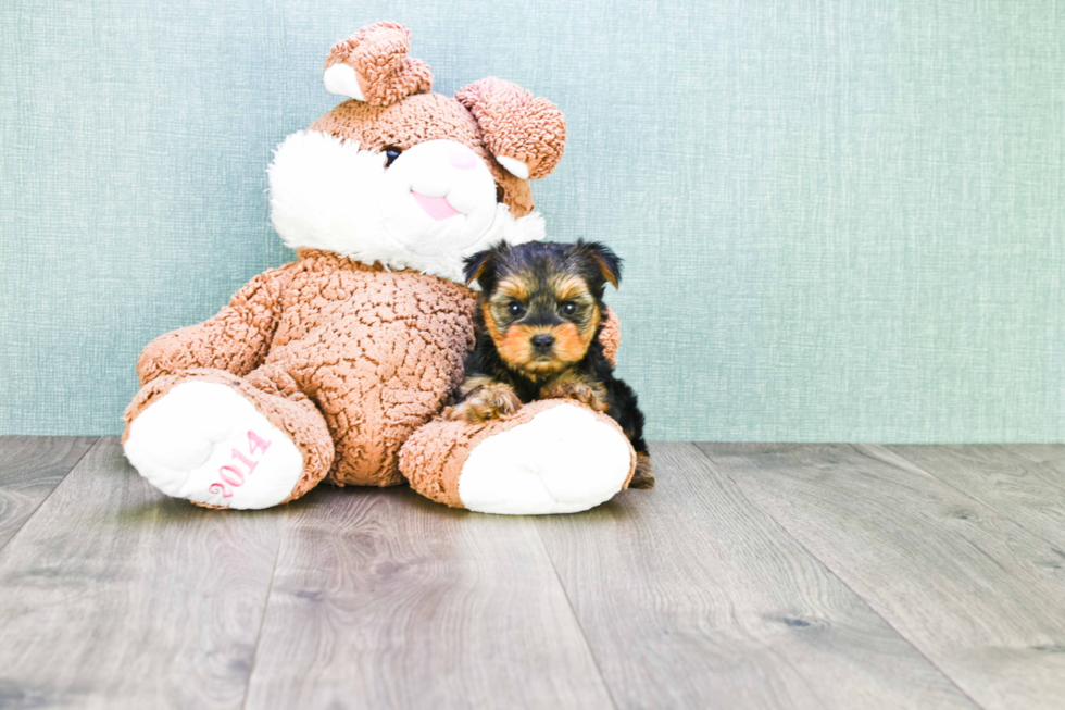 Meet Timmy - our Yorkshire Terrier Puppy Photo 