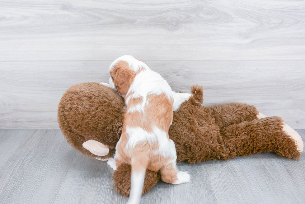 Popular Cavalier King Charles Spaniel Purebred Pup