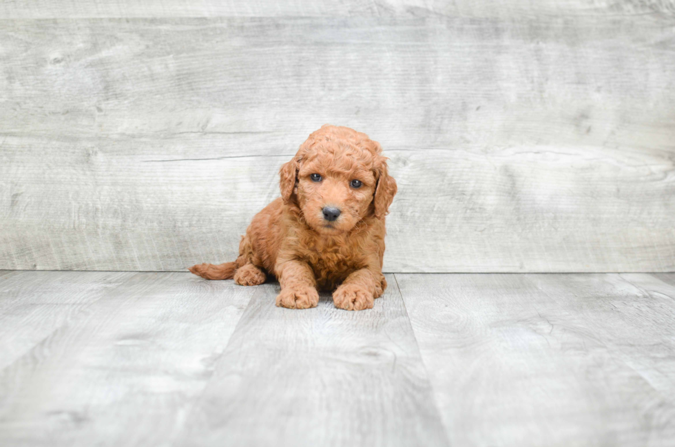 Mini Goldendoodle Pup Being Cute