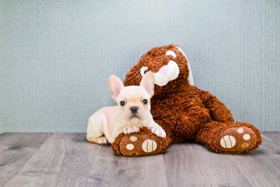 Petite Frenchie Purebred Puppy