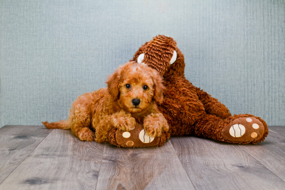 Funny Mini Goldendoodle Poodle Mix Pup