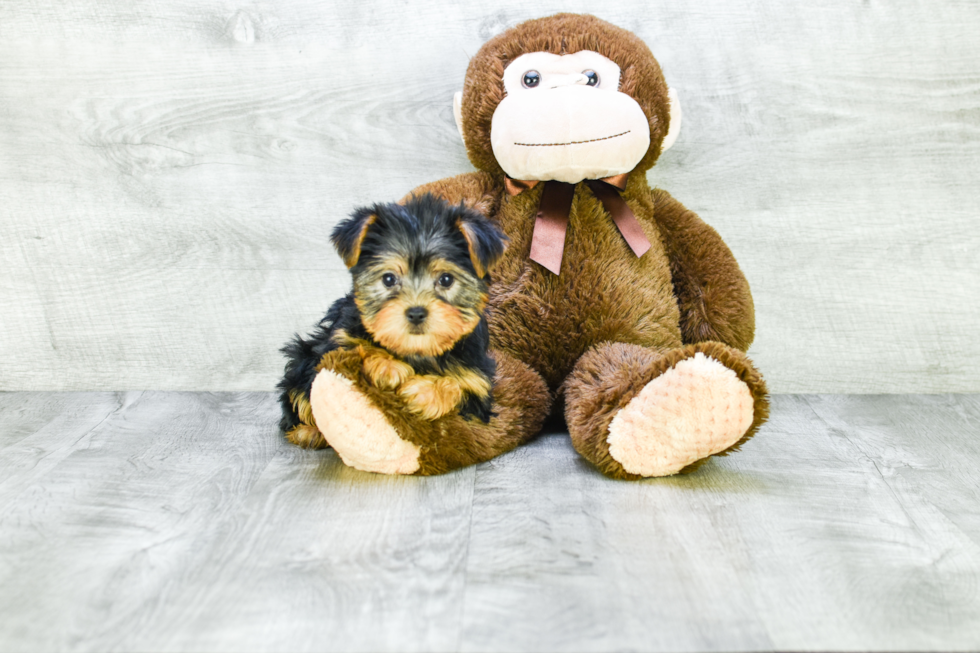 Meet Bella - our Yorkshire Terrier Puppy Photo 