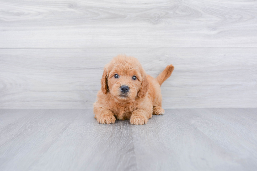 Mini Goldendoodle Puppy for Adoption