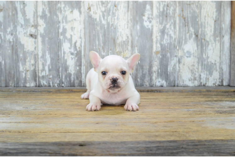 French Bulldog Pup Being Cute