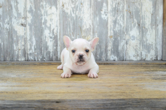 French Bulldog Pup Being Cute