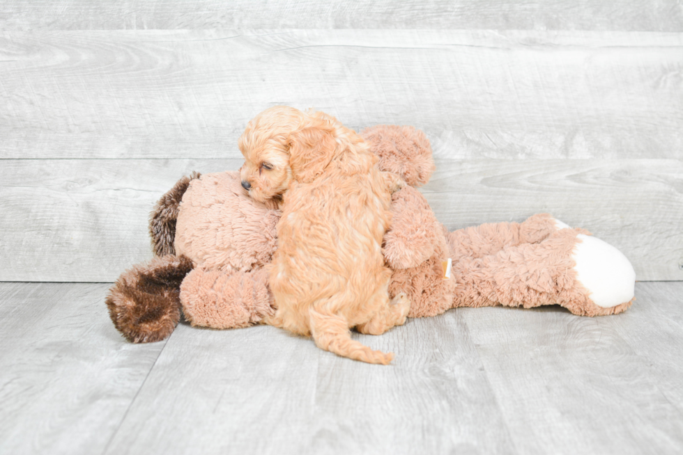 Playful Cavoodle Poodle Mix Puppy