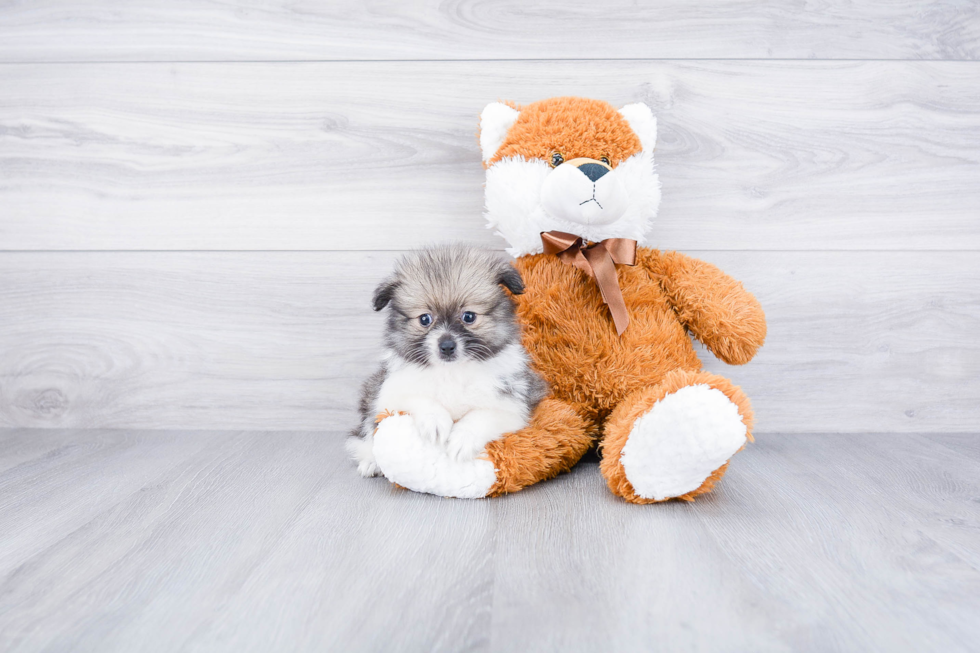 Pomeranian Puppy for Adoption