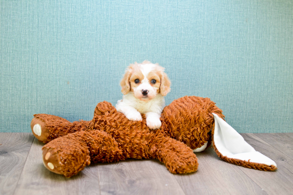 Smart Cavachon Designer Pup