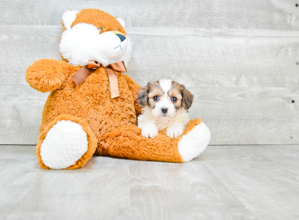 Cavachon Pup Being Cute