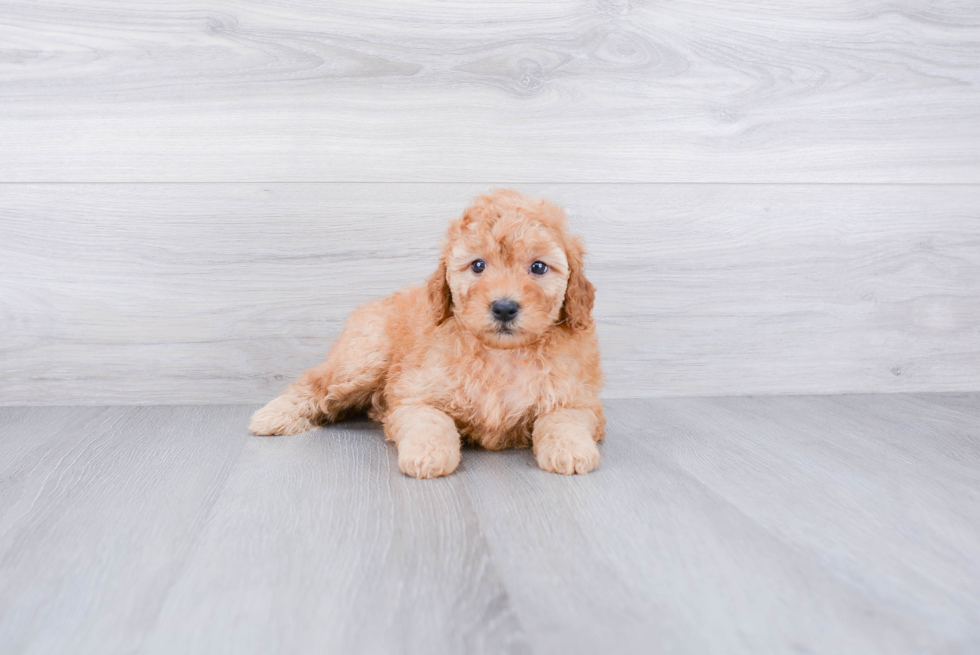 Mini Goldendoodle Pup Being Cute