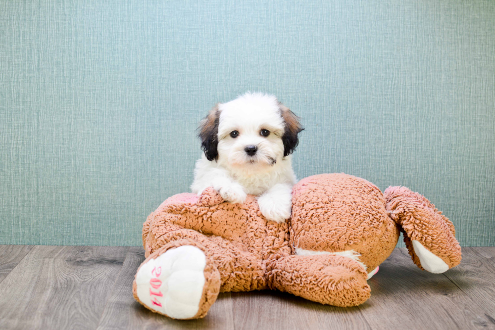 Happy Teddy Bear Baby