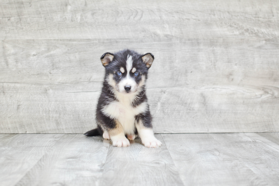 Playful Mini Husky Designer Puppy