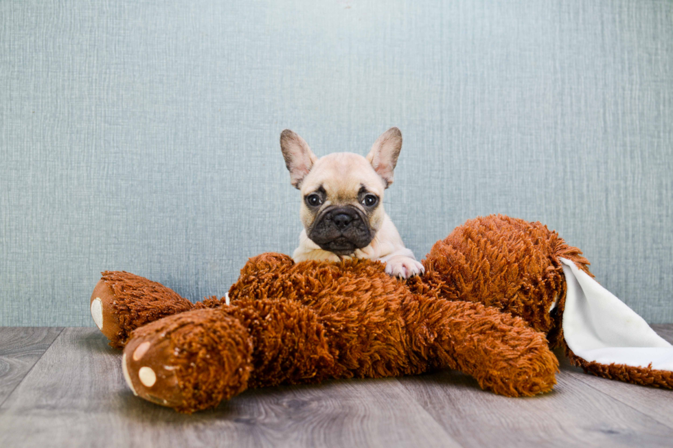 Best French Bulldog Baby