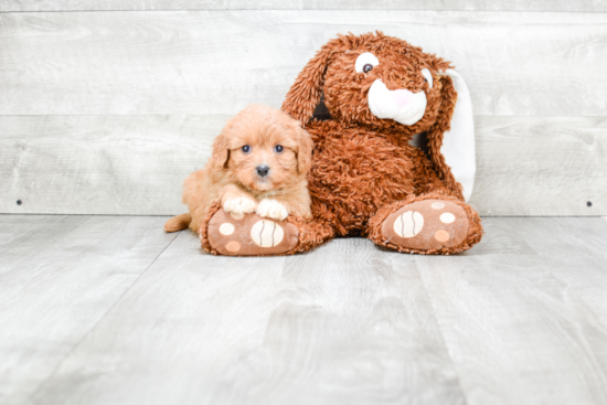 Sweet Cavachon Baby