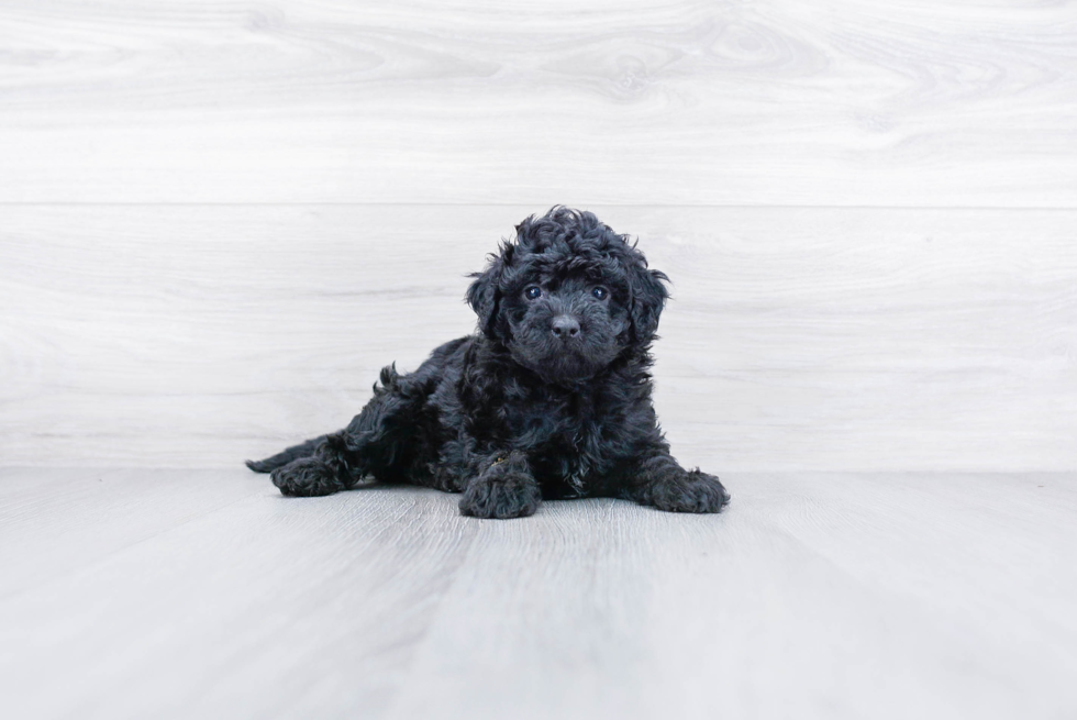 Cute Mini Bernedoodle Baby