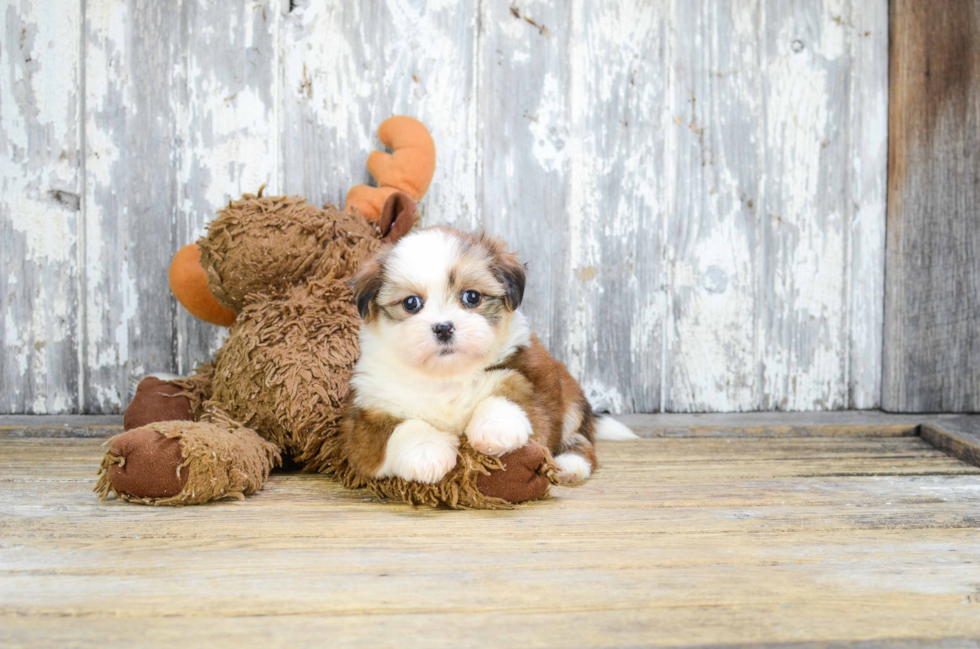 Energetic Shichon Designer Puppy