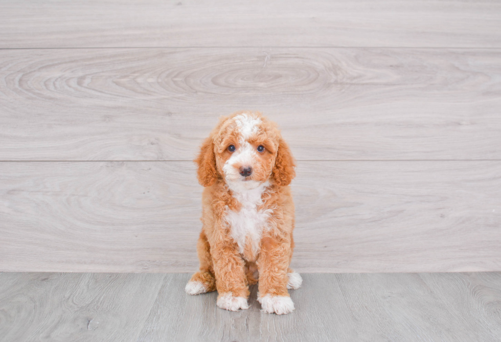 Energetic Golden Retriever Poodle Mix Puppy