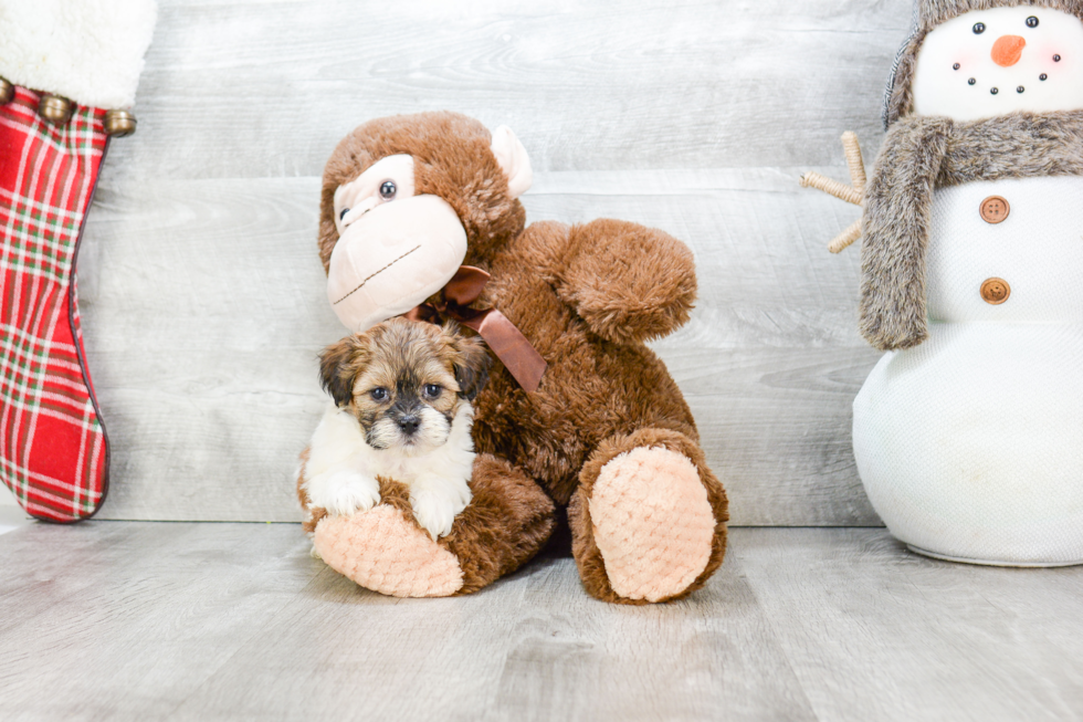 Teddy Bear Puppy for Adoption