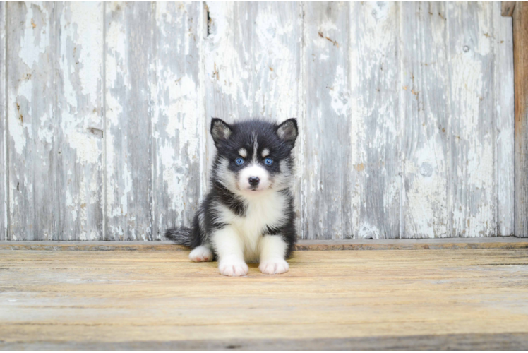 Pomsky Pup Being Cute