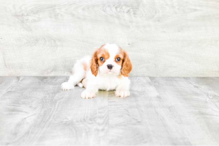 Cavalier King Charles Spaniel Puppy for Adoption