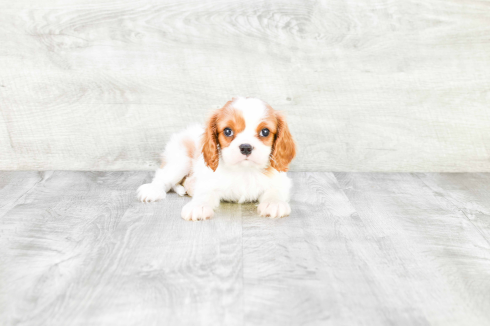 Cavalier King Charles Spaniel Puppy for Adoption