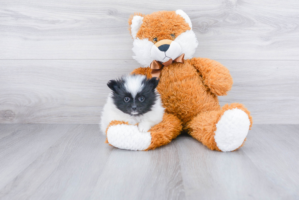 Cute Pomeranian Purebred Puppy