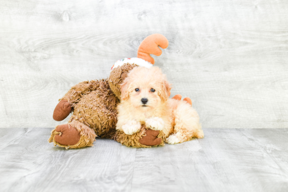 Best Maltipoo Baby