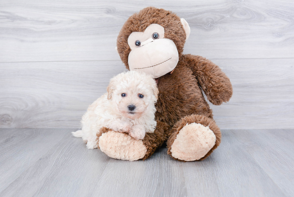 Popular Maltipoo Poodle Mix Pup