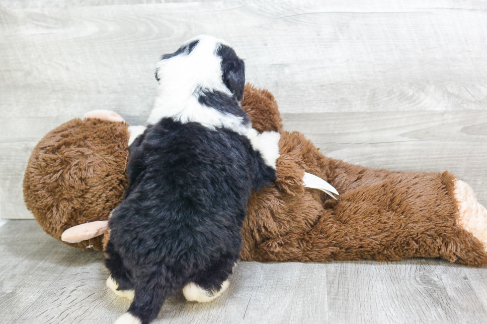 Hypoallergenic Bernadoodle Poodle Mix Puppy