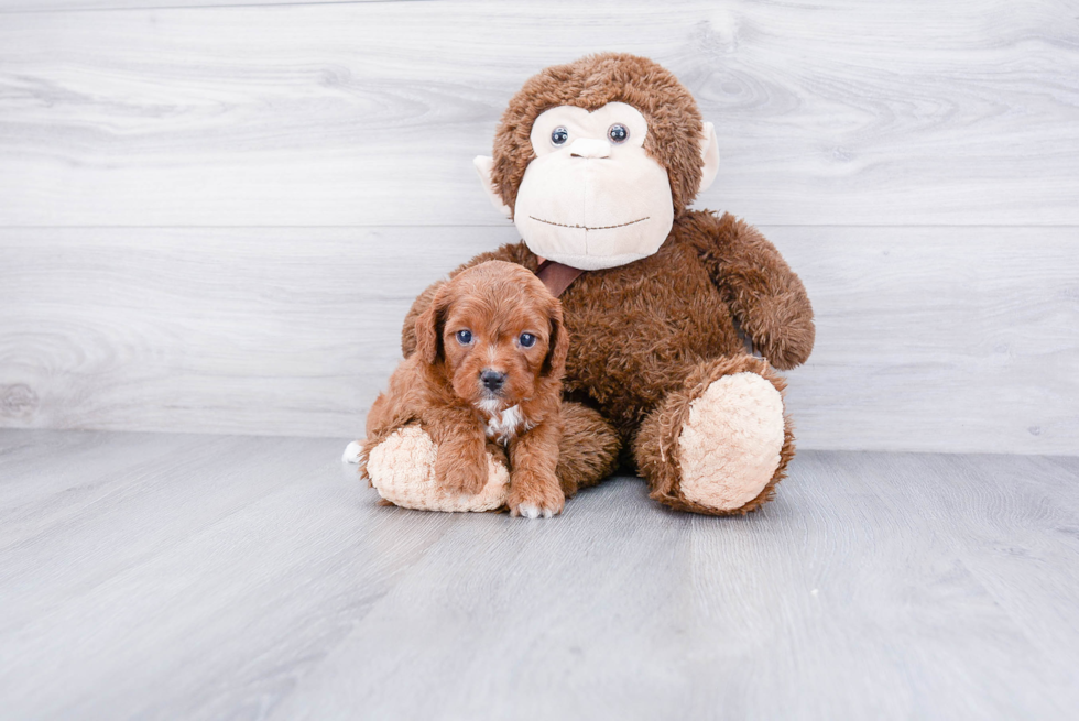 Cavapoo Puppy for Adoption