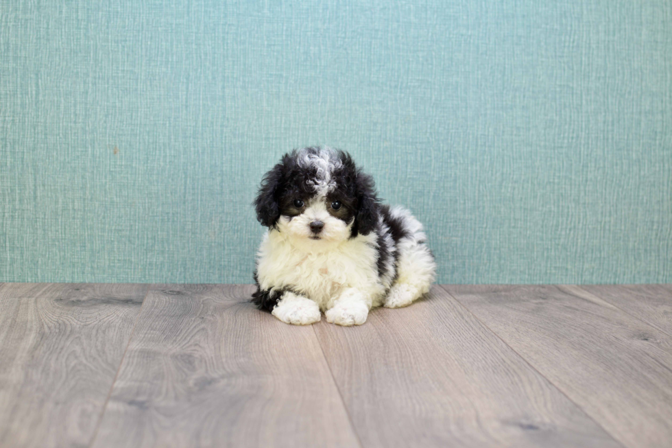 Poodle Puppy for Adoption