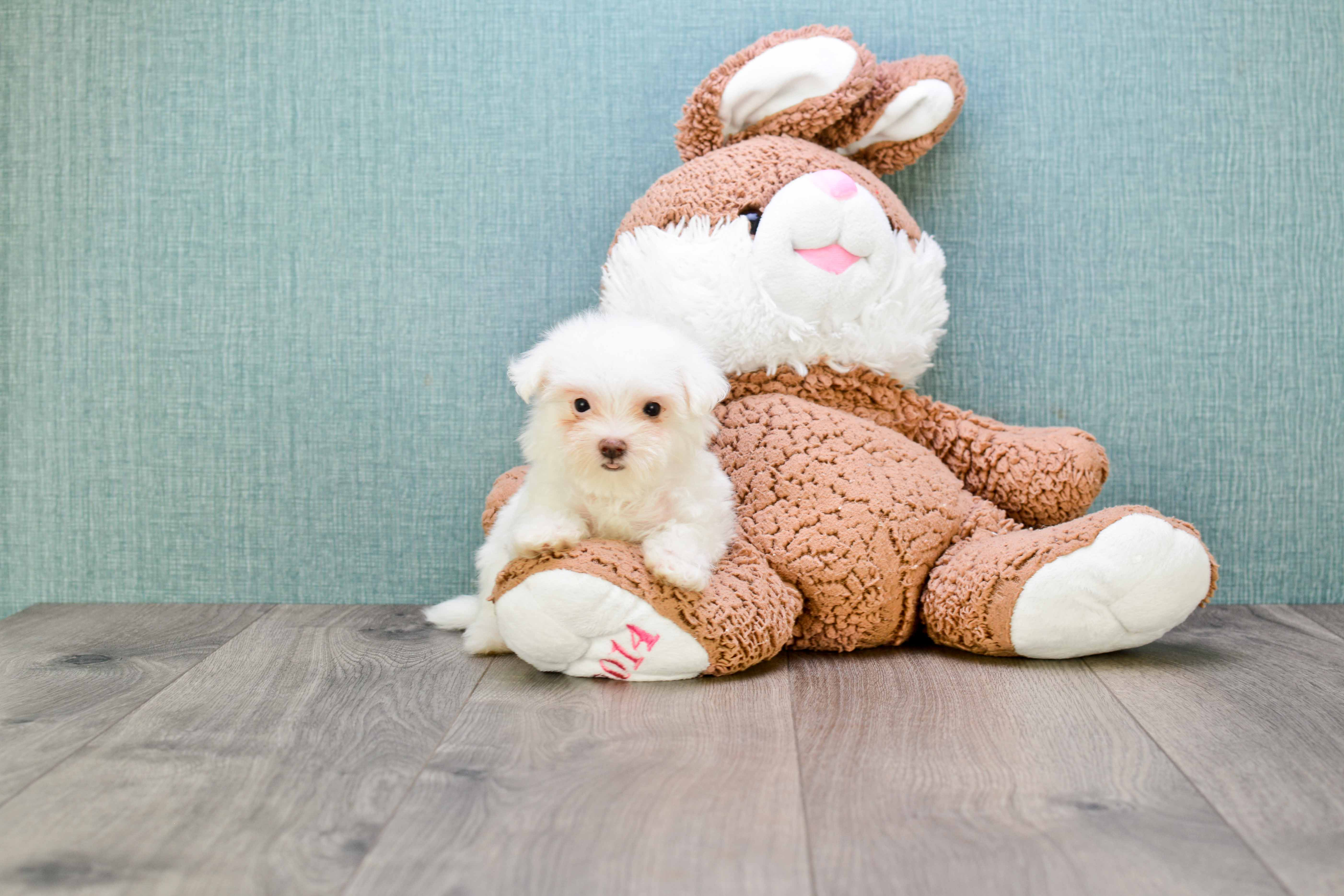Maltipoo Pup Being Cute
