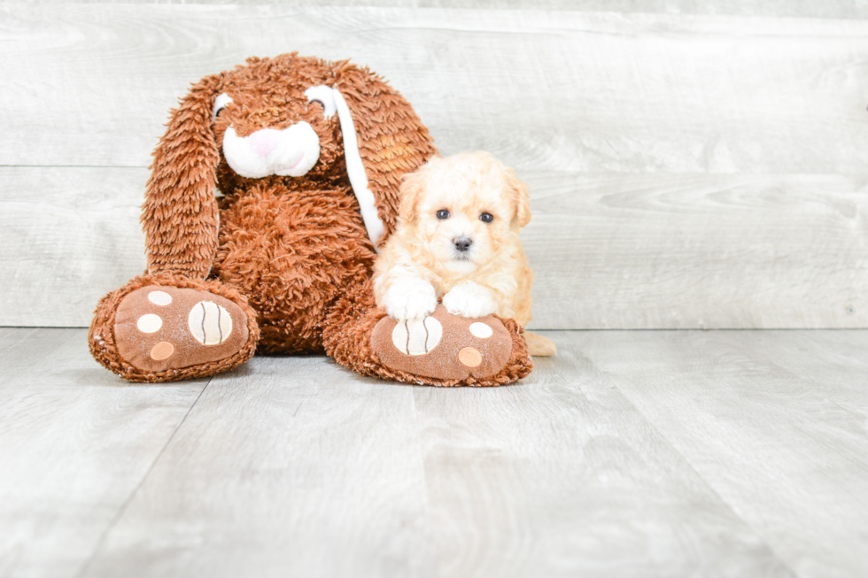 Fluffy Maltipoo Poodle Mix Pup