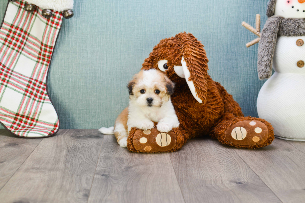 Best Havanese Baby